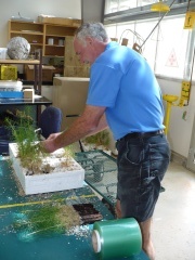 UNBC Greenhouse Curator, John Orlowsky, lifts and wraps larch seedling in preparation for transport to the field.