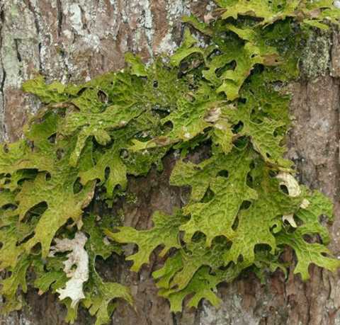 An example of Lobaria pulmonaria, a common cyanolichen found at Aleza Lake Research Forest.