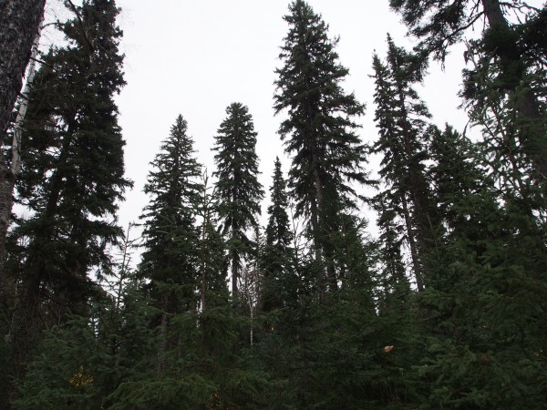 20 Year old Spruce  Shelterwood. Young Spruce trees in the foreground and mature overstory in the background