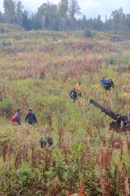 Day 1 - In the Fireweed of a young forest